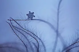 如何拍好雪景？掌握几个小技巧轻松拍大片图片