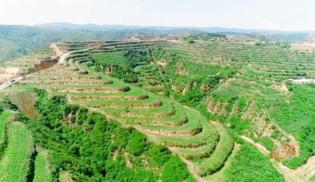 山西矿老板改行进荒山种奇树，被骂“有病”，结果3年赚5000万