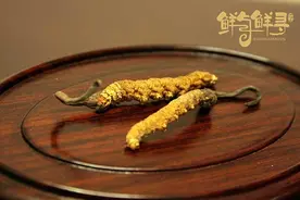 鲜与鲜寻·冬虫夏草 冬虫夏草是植物还是动物？图片