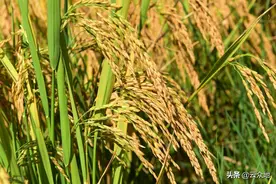 水稻优质高产第一步，选好品种，2022年各地水稻主导品种汇总图片