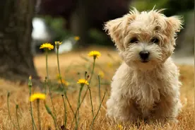 抑郁症：养宠物对抑郁症的帮助有哪些？看完这篇文章你就清楚了图片