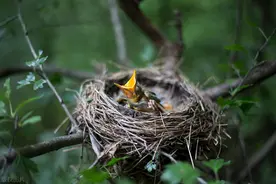 大多数鸟窝都是露天的，下雨时鸟怎么躲雨？图片