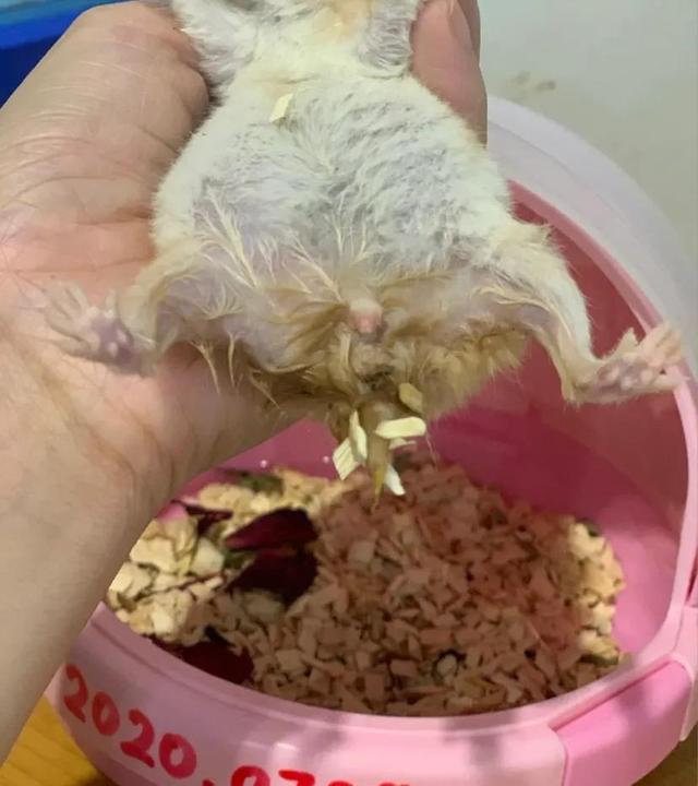 仓鼠湿尾简单的治疗法（仓鼠湿尾怎么治）