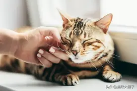 猫咪的「咕噜」声，竟有这么多神奇的治愈力图片