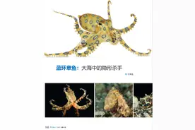 中国海域至少存在三种蓝环章鱼？还有视频博主当宠物养 警惕“漏网之鱼”成“隐形杀手”图片