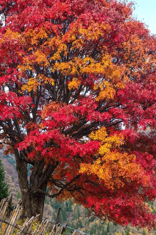 秋假带娃去哪儿？四川景区放大招：学生免票家长半价，错过等一年