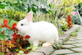 每日睡前故事（一路生花）图片