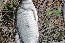 你被劝过，不要钓鱼吗图片