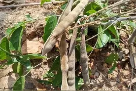 农村常见的杂草，如今被称为“南方小人参”，身价暴涨到300元1斤图片