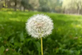原来家和万事兴的真正意义是这，这些年都误解了……图片