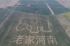 我们河南人到底怎么了？为什么经常被“地域黑”图片