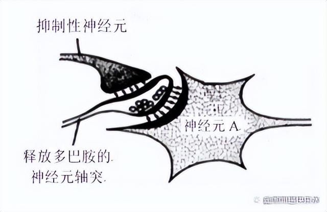 高中生物-人体内环境稳态的生理意义及调节