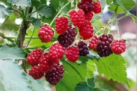 植物世界丨40种农村野果子，有的美味、有的剧毒、有的漂亮做盆栽图片