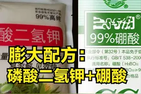 一种自制膨大剂配方：磷酸二氢钾+硼酸，把比例搞懂，就算学会了图片