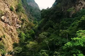 云南黄连山，神奇的生物基因库图片