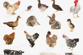 人类为什么几乎不食用肉食动物的肉？图片