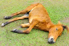 马腿骨折就要被安乐死？三条腿的猫狗到处有，凭什么马不行？图片
