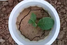 盆土总变硬，倒入这3样“小东西”，土壤10年不板结养啥都成图片