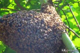 中华蜜蜂为何成群集结于树上？绿会志愿者为您揭晓答案图片