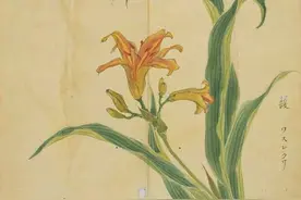 端午/诗意萱草图片