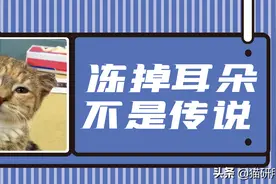警惕猫咪冬季冻伤！急救指南在这里…图片
