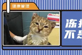 警惕猫咪冬季冻伤！急救指南在这里…图片