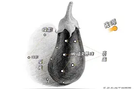素描静物怎么画？教你画一颗茄子图片