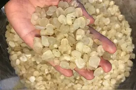 皂角树的种子仁，殊不知有很多作用，适合女人吃图片