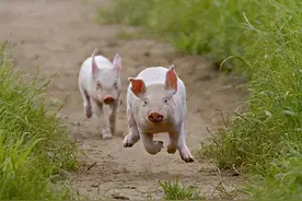 江苏2岁男童被猪咬死，猪肚子里找到部分遗骸，为何家猪会吃人？图片