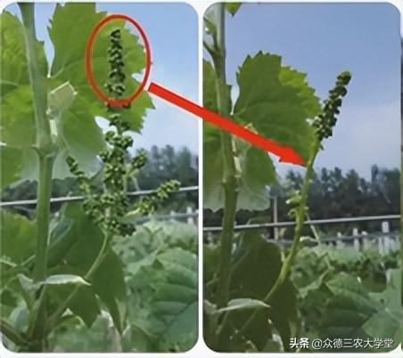 鍖楁柟閬块洦妫氶槼鍏夌帿鐟拌悓鑺借嚦鑺卞簭鍒嗙鏈熺鐞嗘妧鏈紙涓嬶級