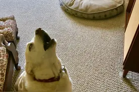 霸占狗窝的猫，脸皮能有多厚？图片