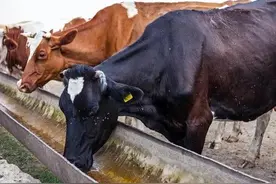 冬天非常寒冷，农村饮牛是用凉水还是温水，养牛人说饮错了要掉膘图片