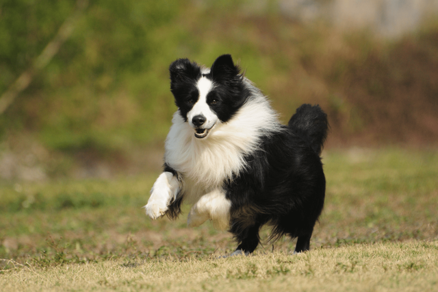 这5种狗,打架厉害,却不适合当警犬,有你喜欢的吗?
