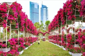 有院子不要错过，种2棵巴西三角梅，一年就长成花墙，而且好打理图片