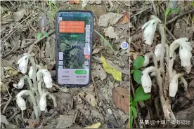 罕见！国家近危级别珍稀植物“幽灵之花”现身十堰！图片