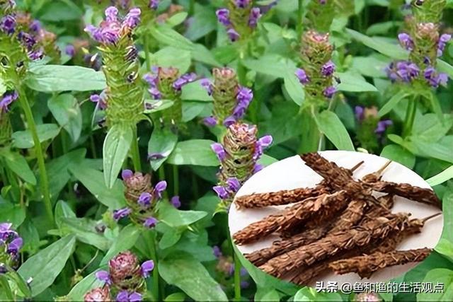踏春必备“百草图”之三，身边那些有价值的野草，你能认识几种？