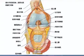 最全人体解剖学图谱分享，全系统学习！含3D透明人体解剖图图片