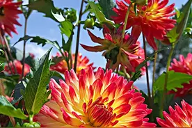 “门前种4花，富贵又旺家”，到底哪些花是“招财”花？图片