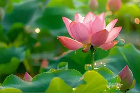 家有小院，别忘了养一缸荷花，开花真的太美了！图片