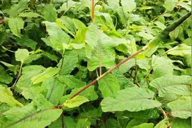 89岁老爷爷的养生方，火炭母早点认识它，遇到摘回家图片