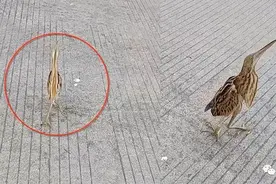 湖北一男子街边遇到只怪鸟，身体缩扁成纸片鸟，眼睛却盯着随人转图片