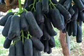 两年前，我买了一棵蓝宝石葡萄苗，如今挂果了，太惊喜了！图片