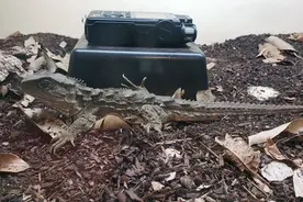 研究：53种长期以来被认为是“哑巴”的物种实际上是会发声的图片