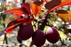 路边景观树“红叶李”，常有市民爬树摘取，能吃吗？有什么危害？图片