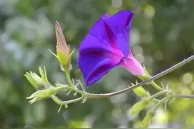 婆婆生病她伺候三天两夜，大姑姐回来婆婆一句话她悄悄溜走图片