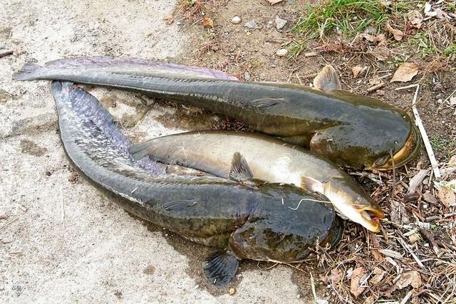 榛戦緳姹熼奔绫讳箣鈥滀笁鍗佷簩鏉傞奔鈥濆浘璋? onerror=