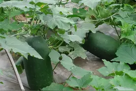 带你识别冬瓜皮图片