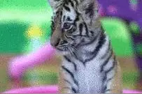 分享图片一一小老虎，太萌啦图片