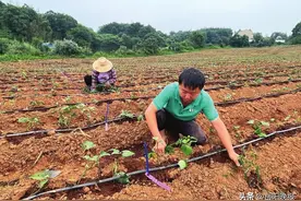 省农科院在湘阴示范种植8万株特色红薯苗图片