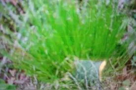 东北农村往事（十四）乌拉草图片
